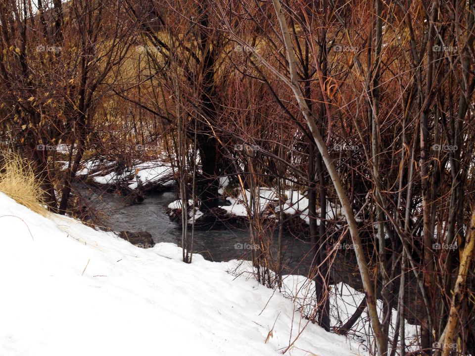 Snow capped river bank 