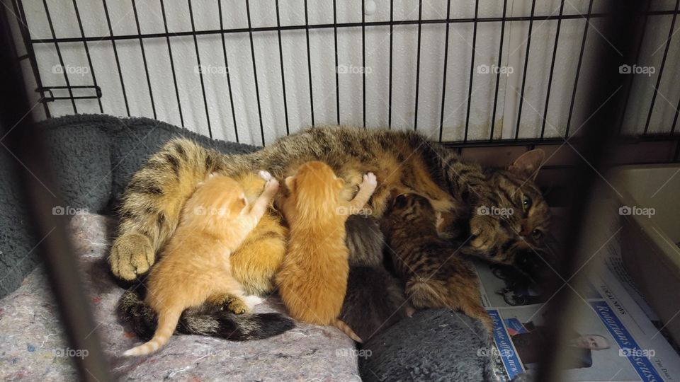 Mother cat and her kits