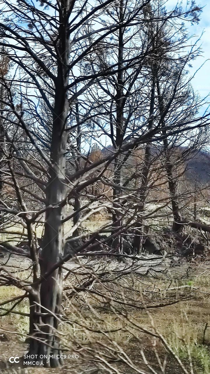 trees and forest series