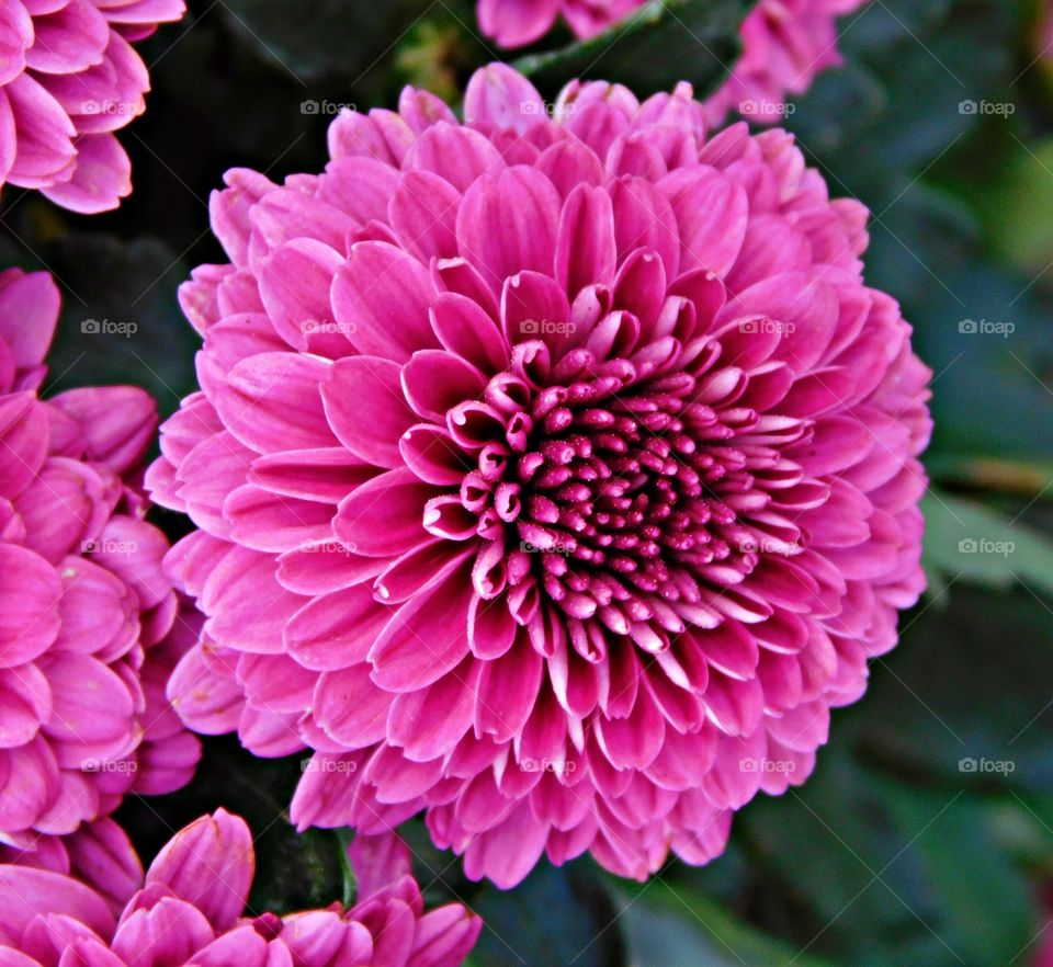 Flora and Fauna 2029 - Foap Missions - Pink Dahlia Flower popping open to show its beauty