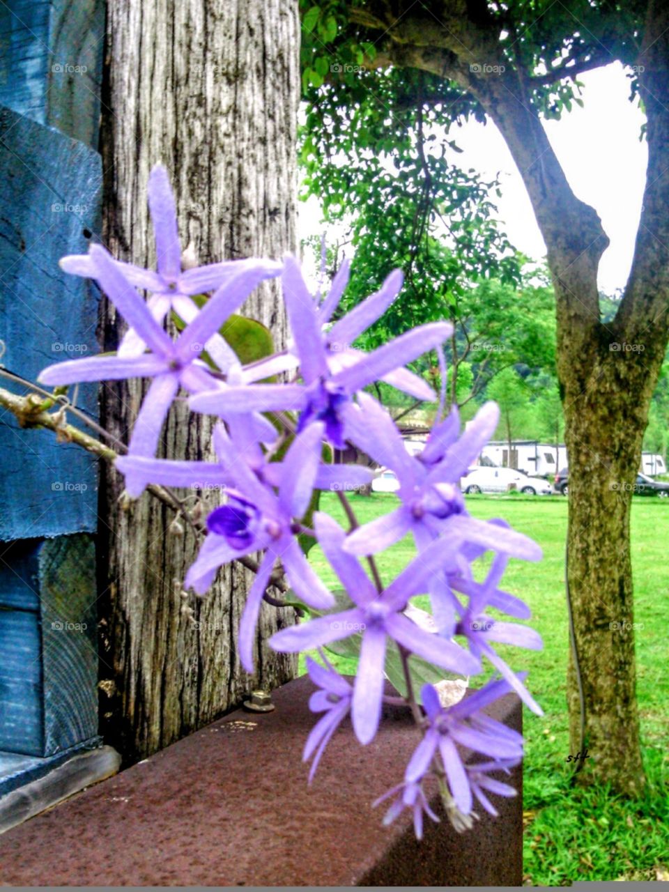 Beautiful purple flowers of Queen's wreath, also called wishing vine. maybe make a wish and have a good luck,  feelings of  happiness and luck.