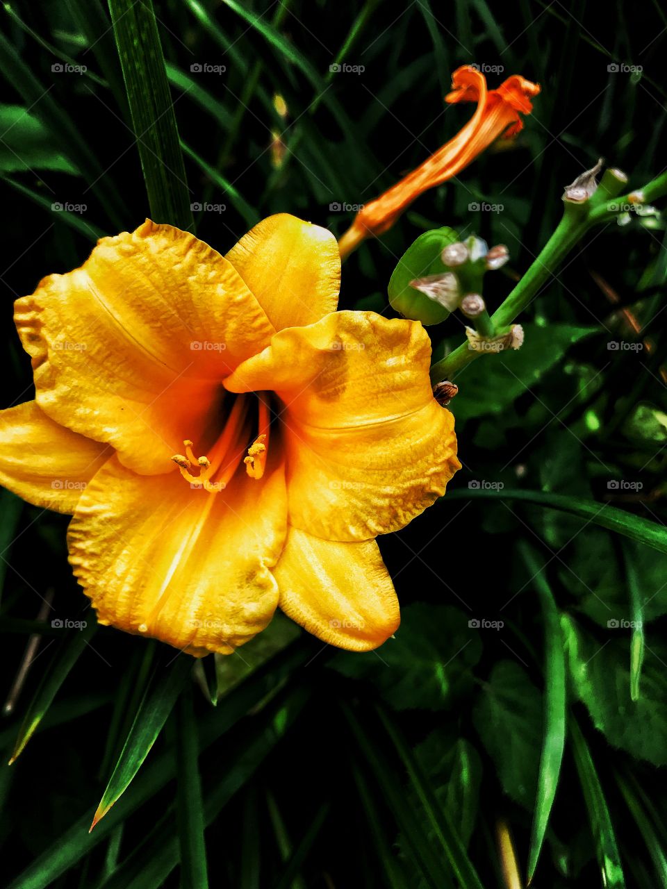 Gold flower 