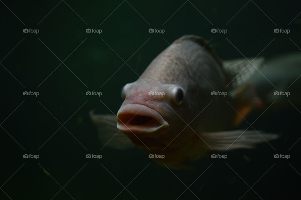 fish that wants to say something