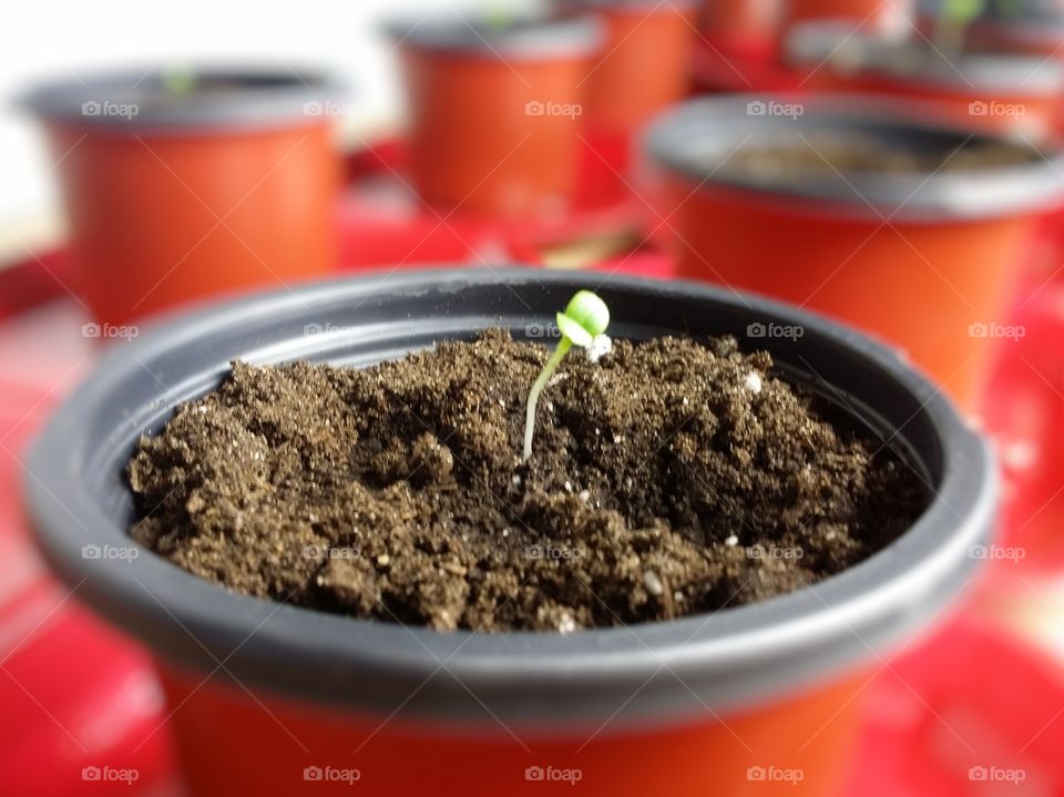 A seedling being grown in a burnt orange plastic container inside