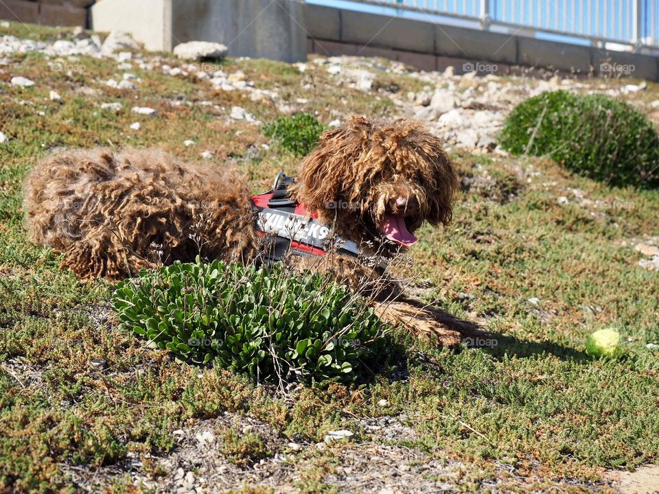 Spanish waterdog 