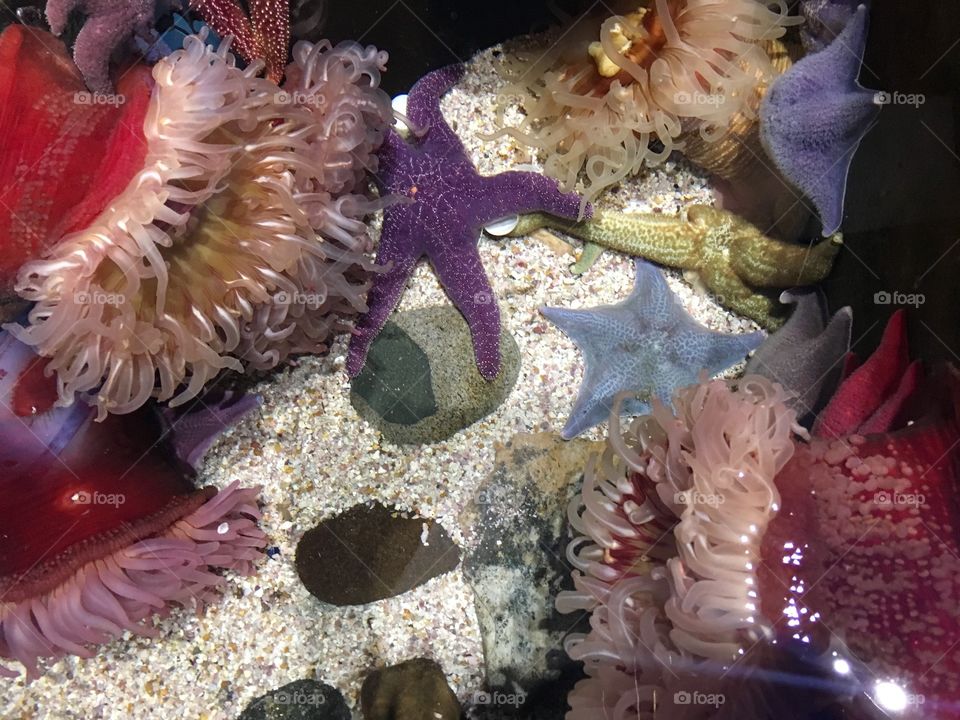 Starfishes and colars underwater
