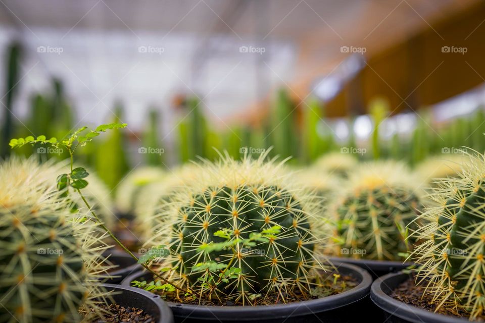 Mini cacto com fundo desfocado