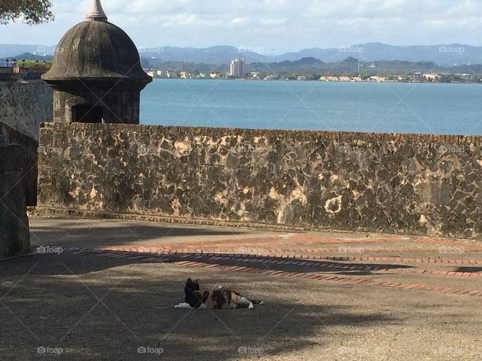 San Juan Puerto Rico cat