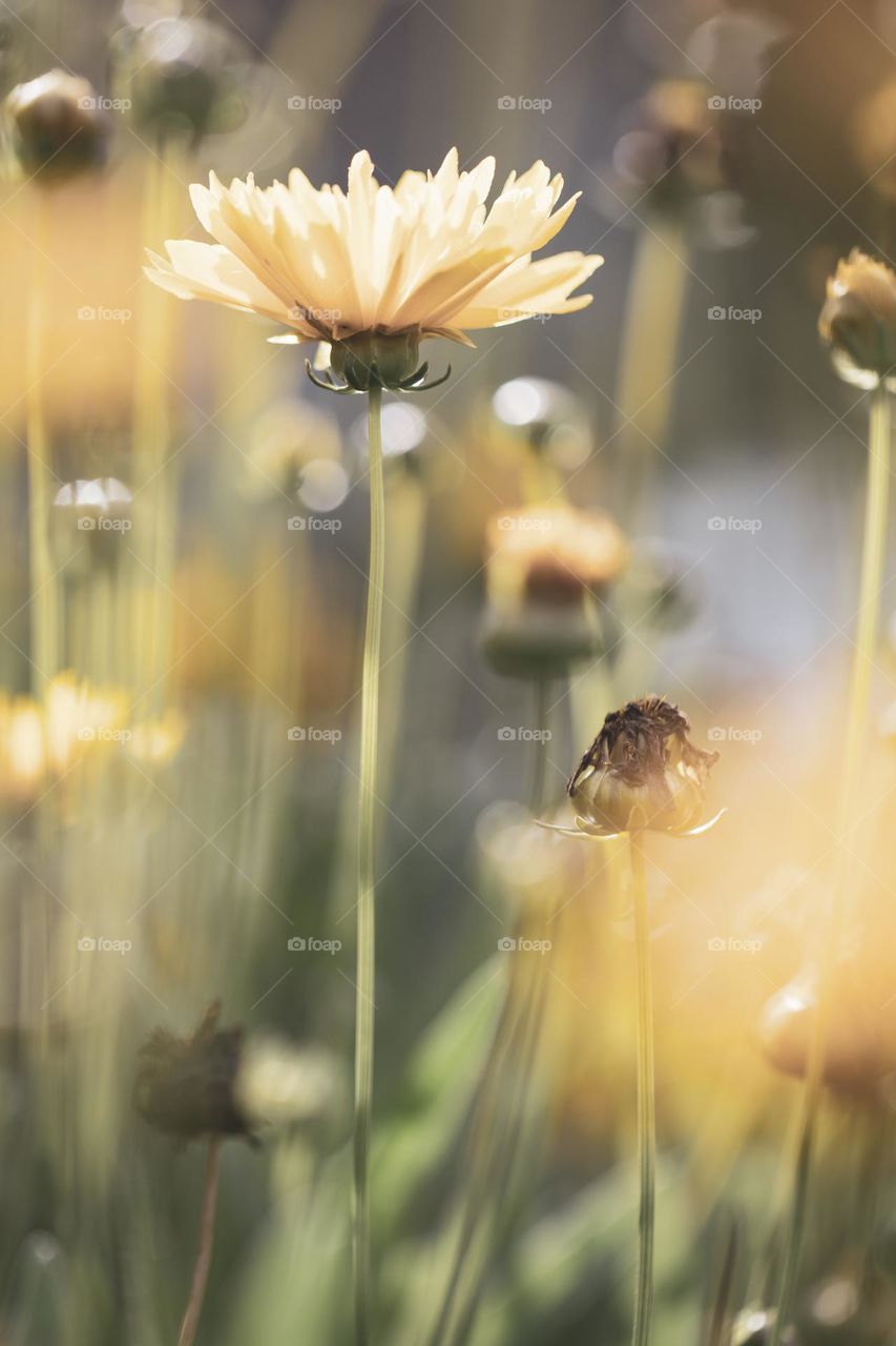 a portrait of yellow daisies standing in a garden on a sunny summersday.