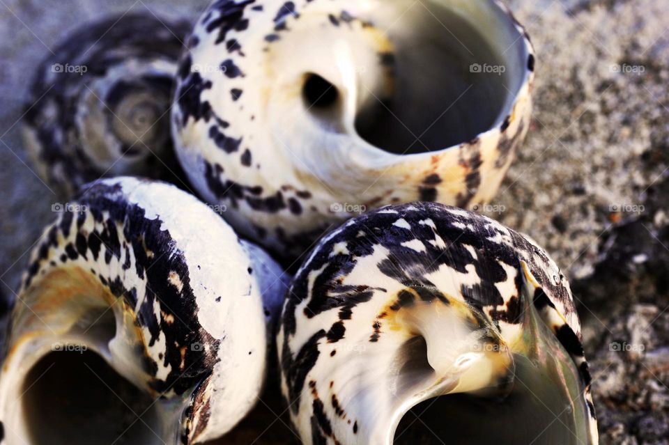 shells