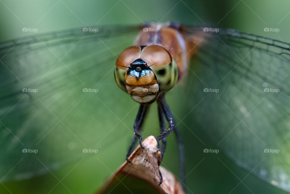 Dragonfly
