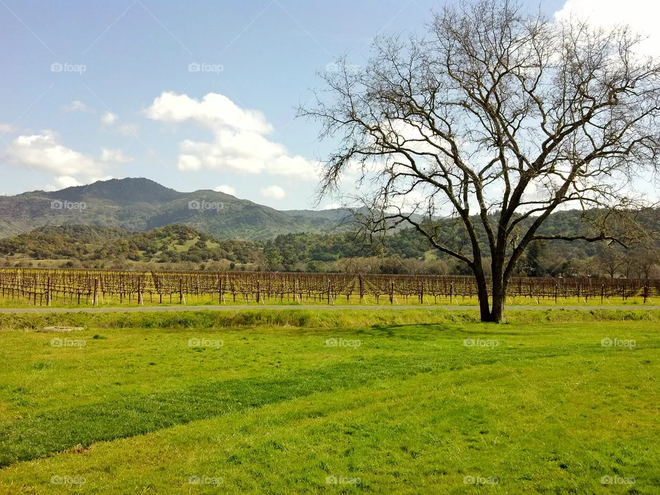 landscape