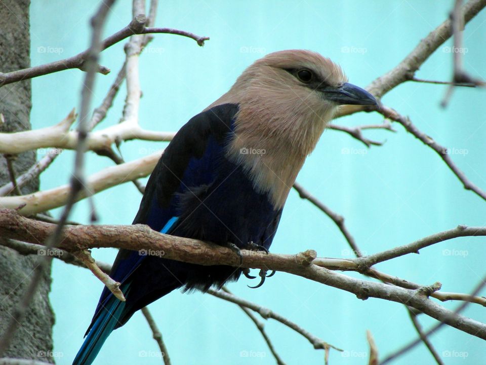 Blue and White Bird. Taken at Milwaukee County Zoo