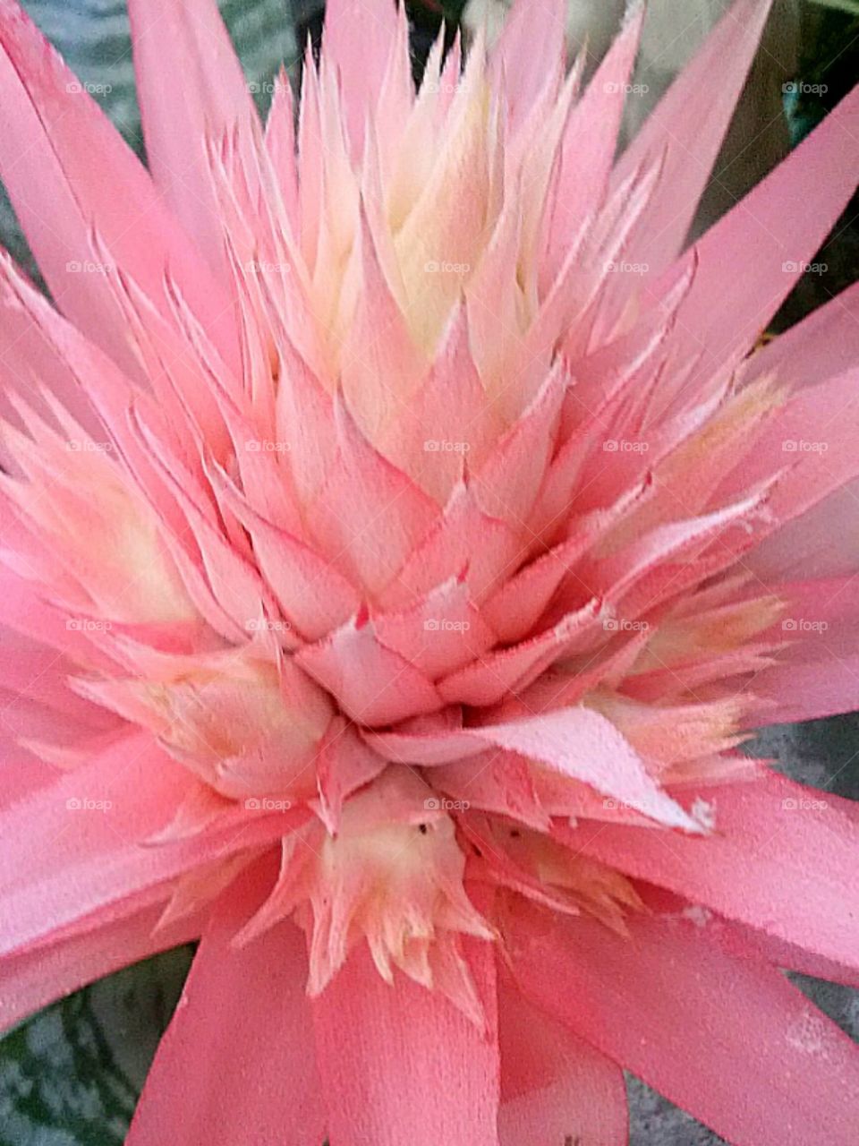 Big Pink Spikey Flower