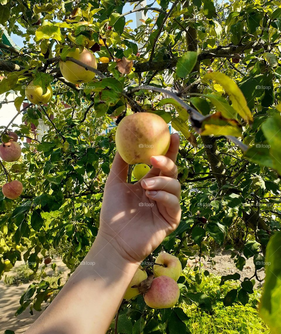 An apple orchard on a sunny summer day