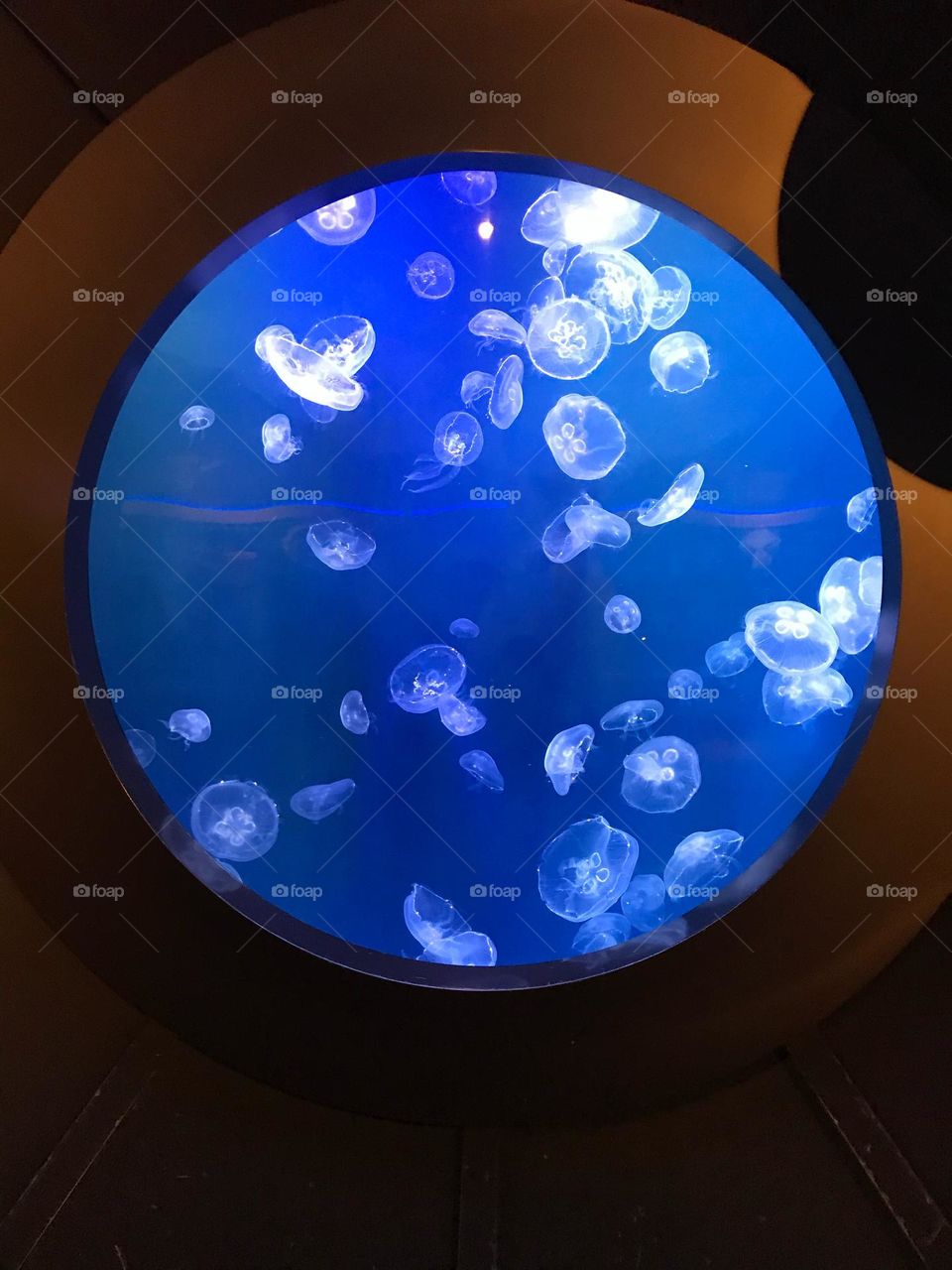 Jellyfish portal