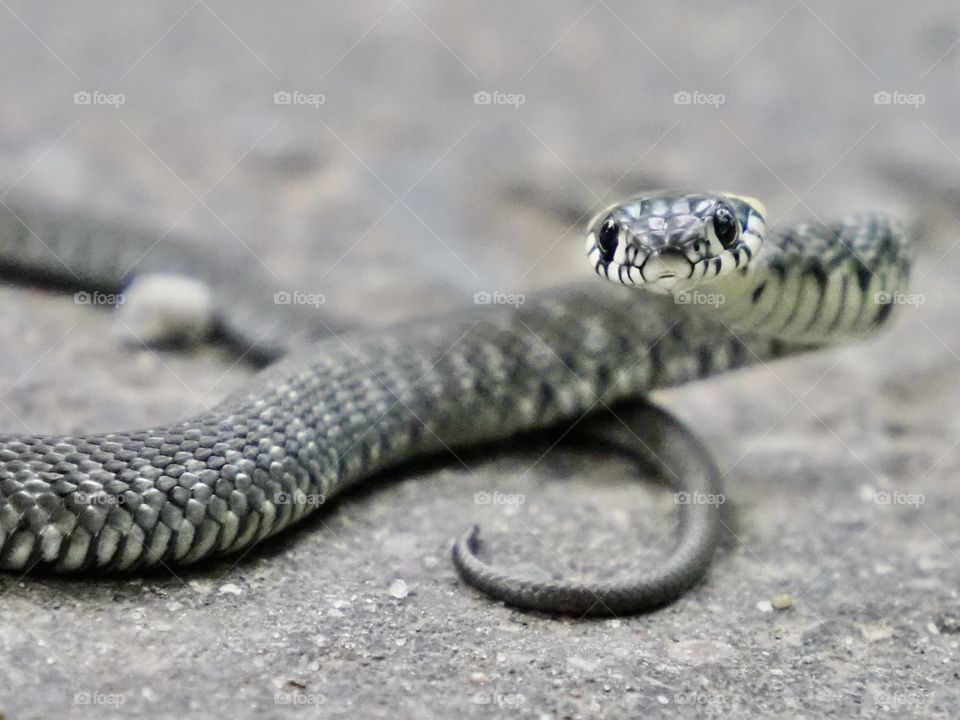 Grass snake