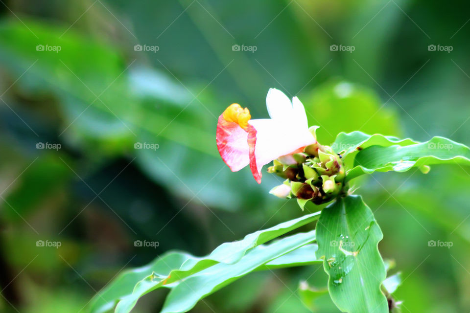 tropical colorful flower