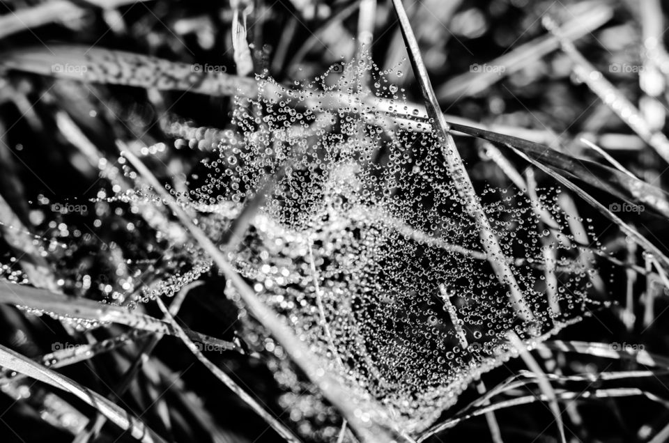 spiderweb