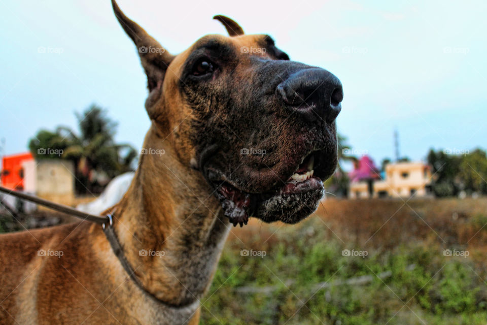 Great Dane slobbering