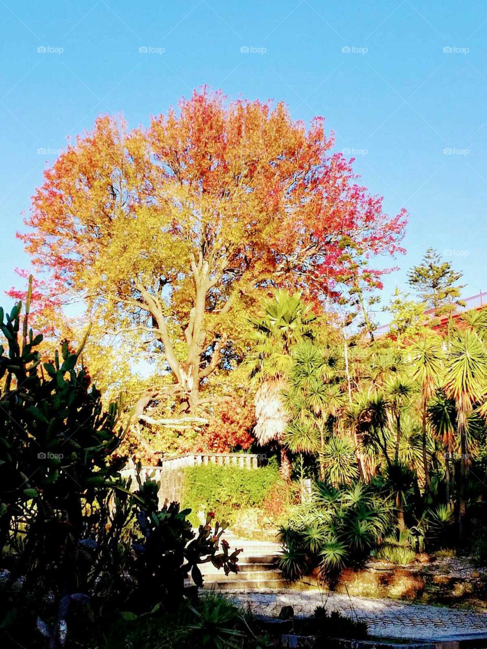 Autumn/Fall at The Porto Botanical Garden
