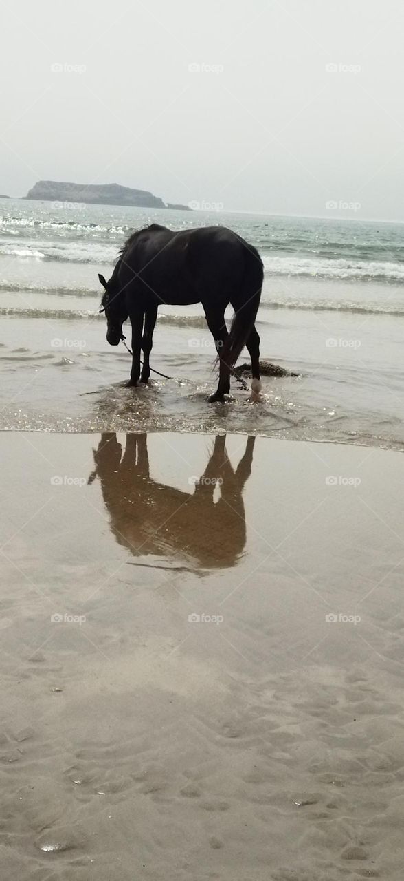 beautiful Black horse and its shadow