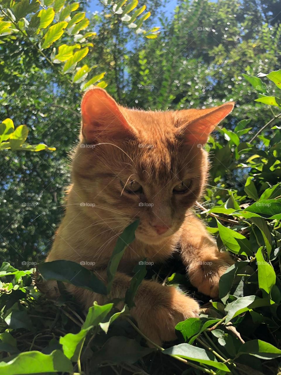 Ginger cat