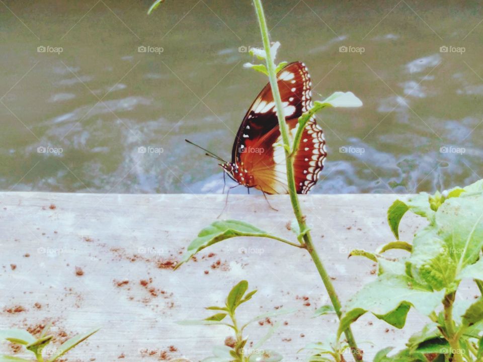 Butterflies by the river