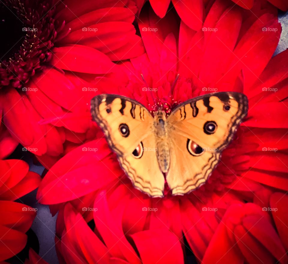 Flower butterfly.
