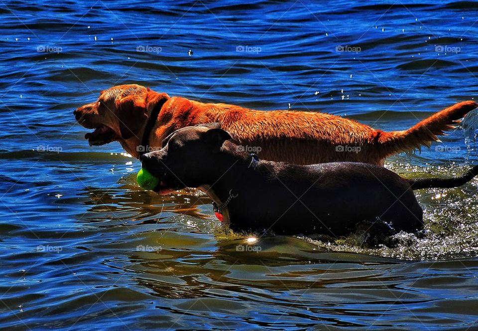 Dogs playing fetch in the ocean