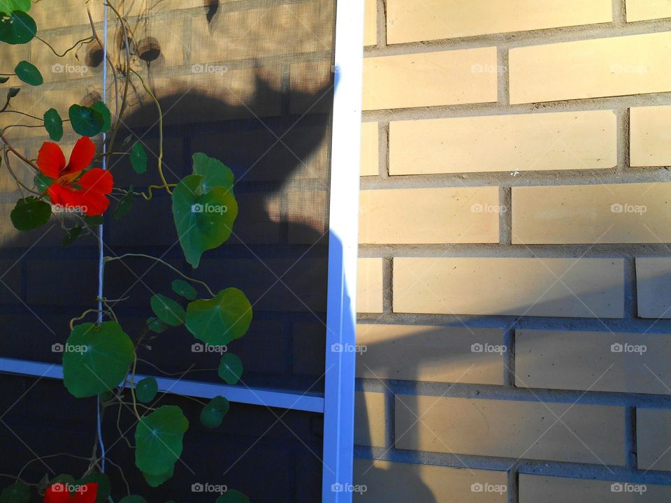 Wall, House, Color, Desktop, Light