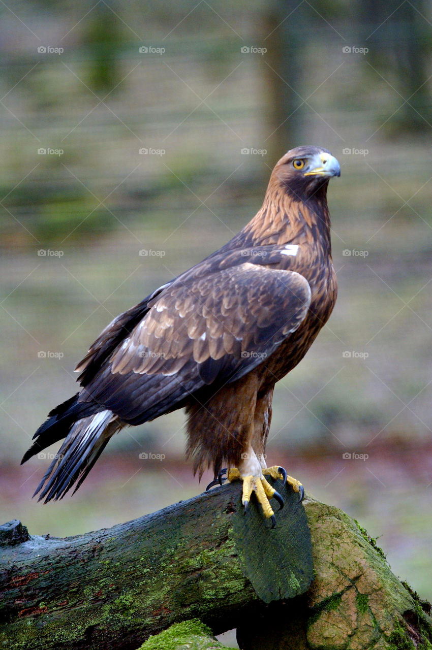 Golden eagle in zoo park in Sweden.