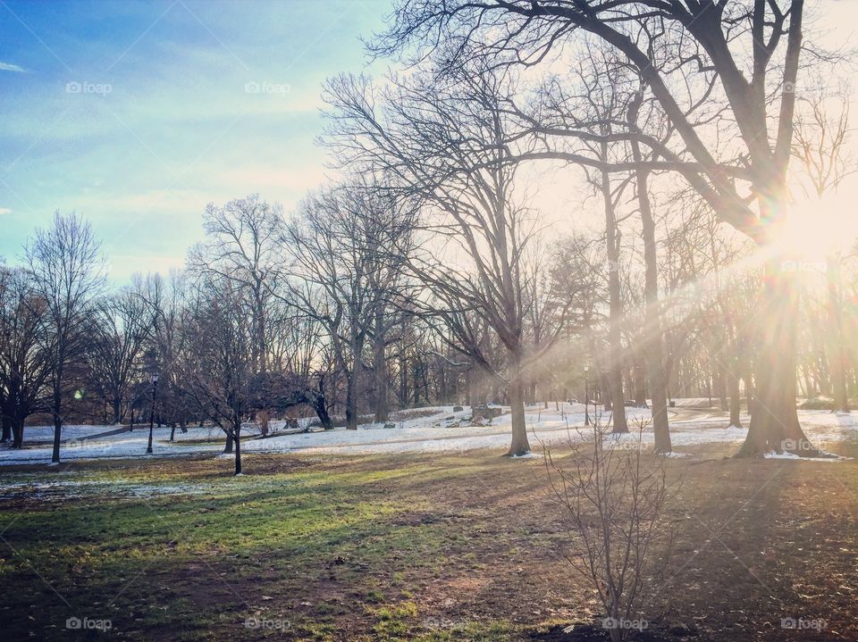 Bare trees in winter