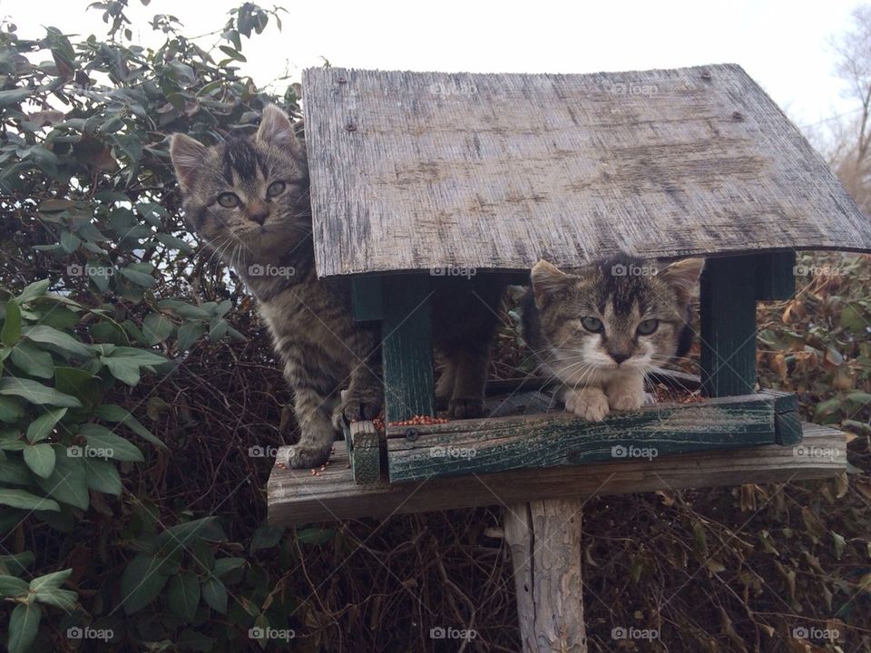 Birdhouse kitties