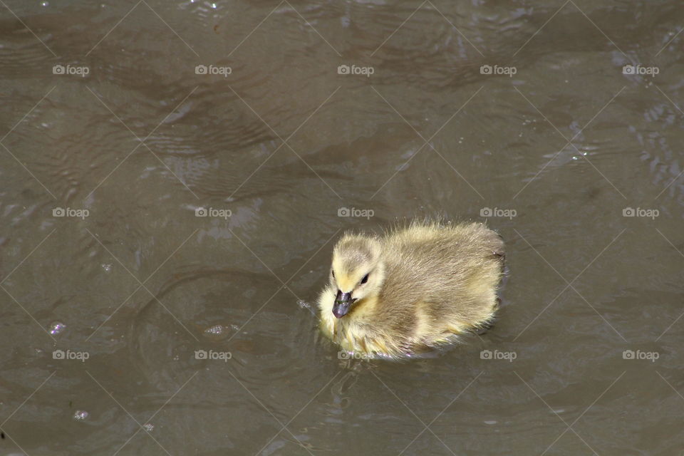 Gosling floating on river in May 