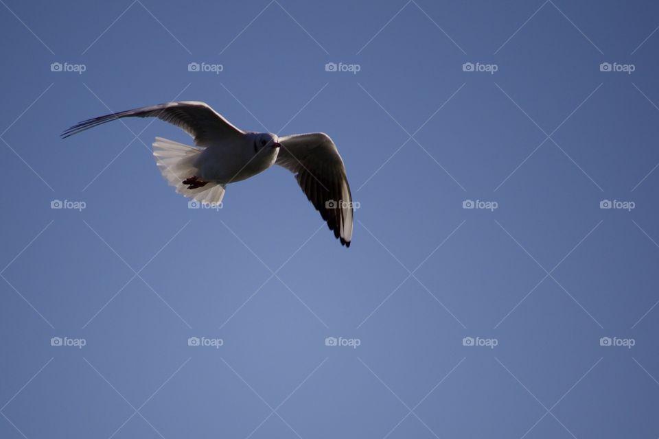 Flying Seagull in sky