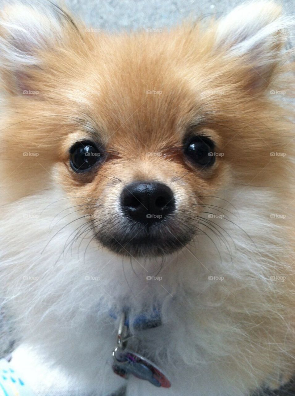 Pomeranian dog