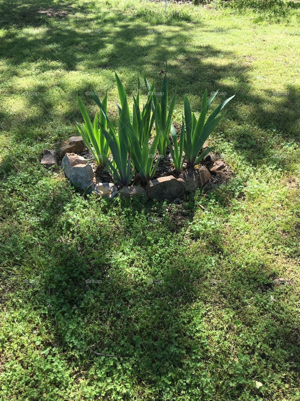 More iris plants don’t know what colors yet neighbor has given quite a few to me.