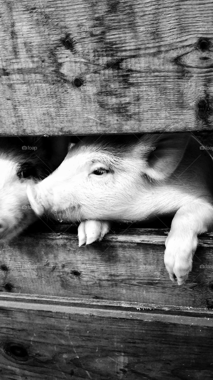 A piglet checking out the visitors at the Cumberland Fair. Cumberland, Maine.