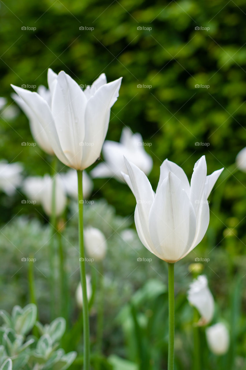 Two white tulips in blossom.