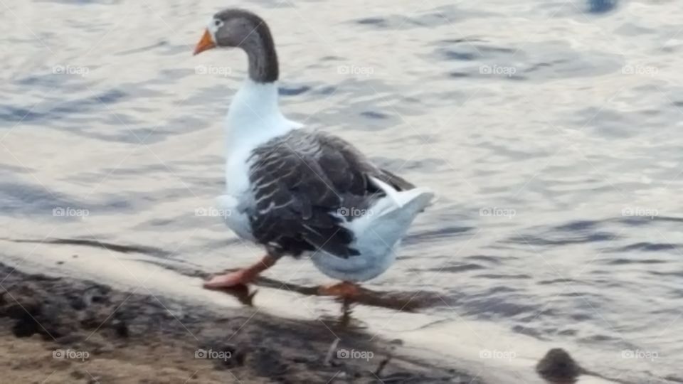 goose