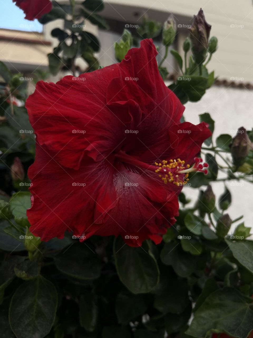 Red flower. 