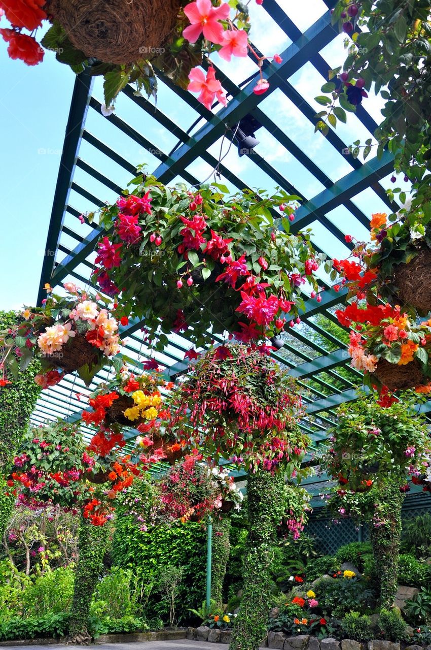 Flowers at butchart gardens