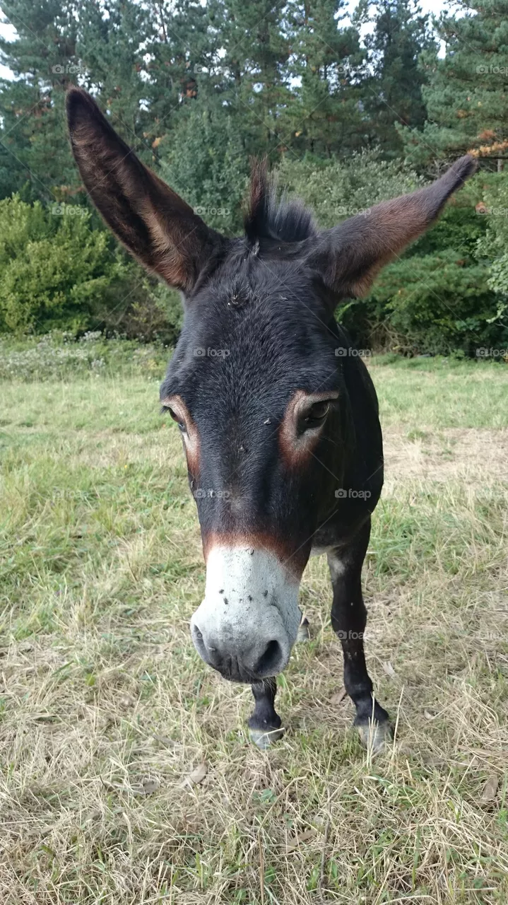 Donkey 