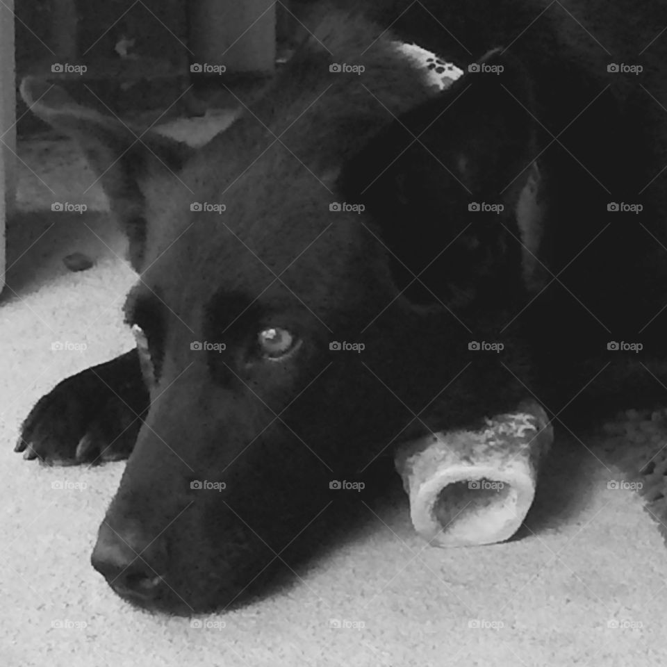 Dog guarding her bone