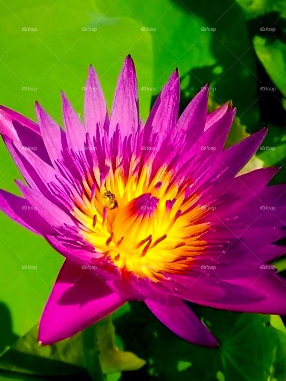 Lotus nature