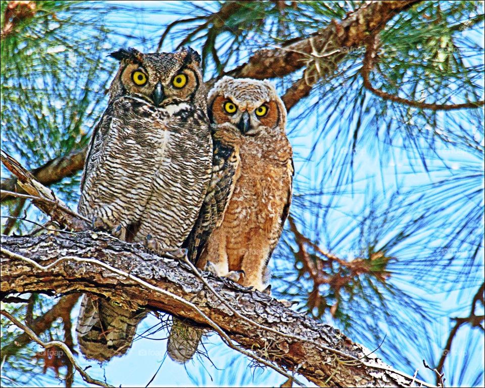 Mother and baby Owl
