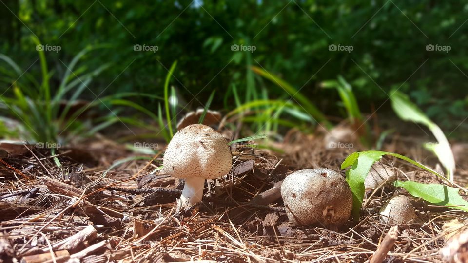 Some toadstools