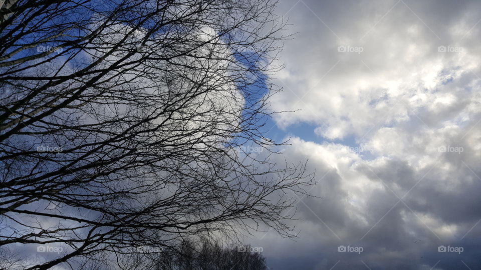 tree and a sky