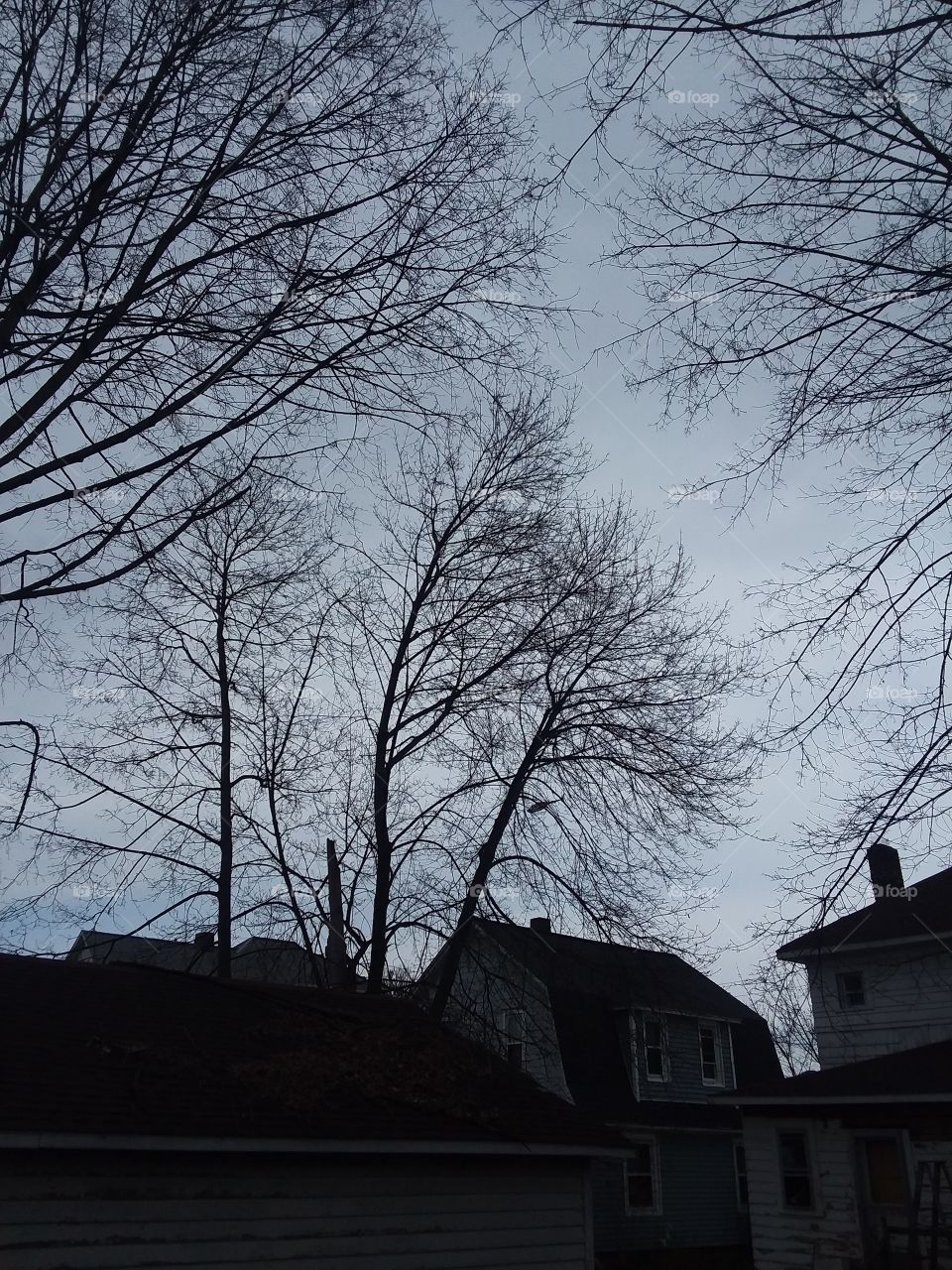 trees
houses 
sky
bare branches
dark